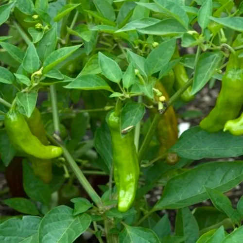 Vista 2 de Shishito Pepper 70 Seeds, pimientos tradicionales japoneses, Shishitōgarashi, pimienta arrugada japonesa sin OMG