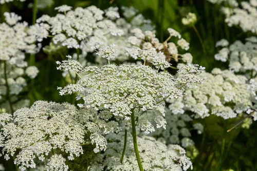 Vista 5 de 1500 Semillas de vegetales Scarlet Nantes Zanahoria Daucus Carota