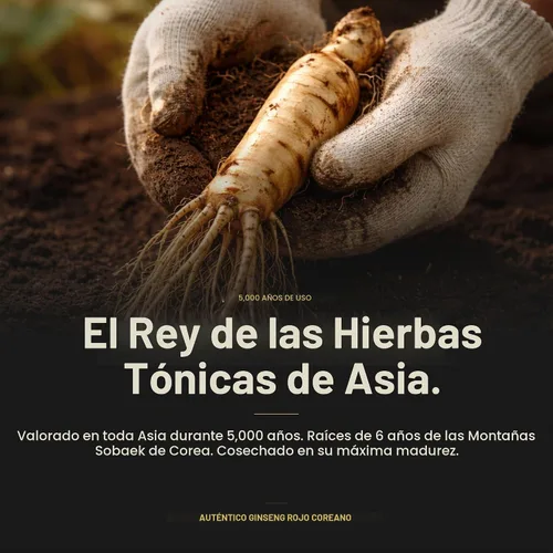 Vista 6 de Extracto de ginseng rojo coreano de 1,500 mg, 30 barras Ginsenósidos de raíz de 6 años para energía, enfoque, apoyo inmunológico Sin cafeína
