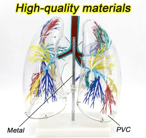 Vista 4 de YANHAO Modelo pulmonar anatómico transparente modelo pulmonar con estructura de árbol bronquial y base de soporte para enseñar demostración