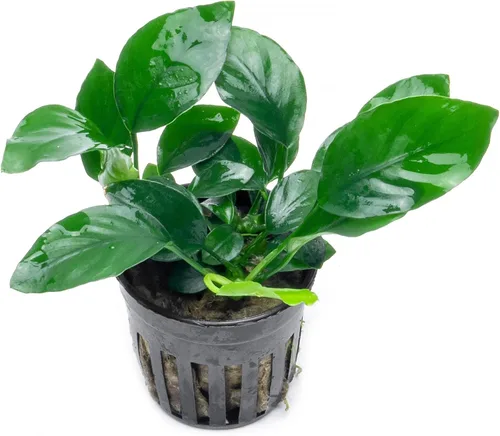 Vista 33 de SubstrateSource Plantas vivas – Anubias Hastifolia (Anubias hastifolia) – Luz baja a moderada, hojas en forma de flecha de color verde medio a