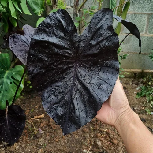 Vista 3 de 2 plantas de Alocasia de coral negro vivo para cultivo en interiores y exteriores, de 4 a 8 pulgadas de alto, rara y resistente