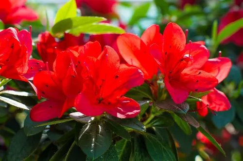 Vista 8 de 10 semillas de flores de arbusto Cumberlandense ROJO Cumberland Azalea Rhododendron Cumberlandense