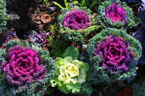 Vista 5 de Semillas de col rizada floreciente 'mezcla con flecos' - Vegetales tradicionales - Sin OMG