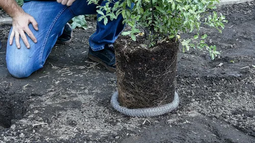 Vista 2 de Digger's - Cestas de velocidad de protección de raíces de 2 galones para plantas, control Gopher para una plantación eficiente, paquete de 2