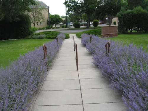 Vista 2 de 50 semillas de flores de hierba herbácea azul Nepeta Mussinii