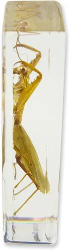 Vista 2 de Pisapapeles Mantis Praying (1 5/8 x 4 3/8 x 1 1/8")