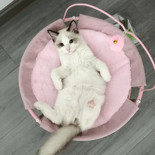 Vista 2 de Hamaca para gatos de fácil montaje, perca elevada para gatos, cama desmontable para perros pequeños con alfombrilla extraíble lavable para mascotas
