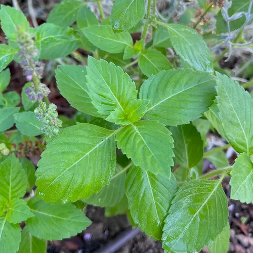 Vista 7 de Plant Good Seed Colección de semillas orgánicas de albahaca sagrada Tulsi, 3 paquetes/200 semillas cada una, semillas tradicionales de Kapoor, Rama