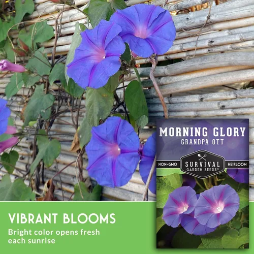 Vista 5 de Survival Garden Seeds - Grandpa OTT Morning Glory Seed para plantar - Paquete con instrucciones para plantar y cultivar Ipomoea Purpurea