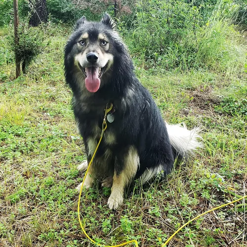 Vista 2 de Outdoors - Cable de amarre resistente para perros con broches giratorios de latón macizo, amarre de patio para perro, disponible en múltiples