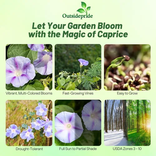 Vista 2 de Outsidepride 250 Semillas Anuales Ipomoea Purpurea Morning Glory Caprice Climbing Vine Flower Seeds para plantar
