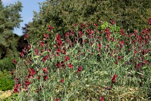 Vista 6 de 10 semillas de vid de flores Black Knight Sweet Pea Lathyrys Odoratus