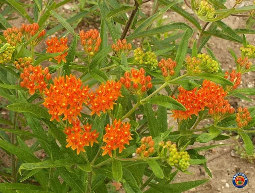 Vista 3 de 40 semillas de algodoncillo mariposa Asclepias tuberosa nativa perenne para monarcas