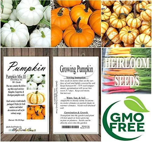 Vista 9 de Paquete grande (más de 98 semillas) variedades de calabaza miniatura (Bumpkin, Casperita, Hooligan) perfectas para decoración de exteriores e