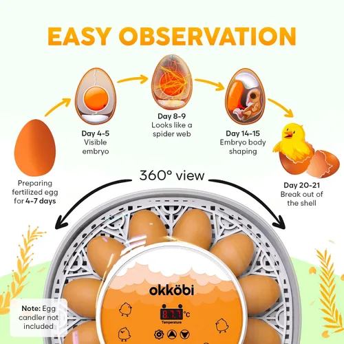 Vista 4 de Okkobi M12 - Incubadora de huevos con girador automático y control de humedad, 12/24 huevos, vista de 360°, fácil de usar y limpiar, Incubadora