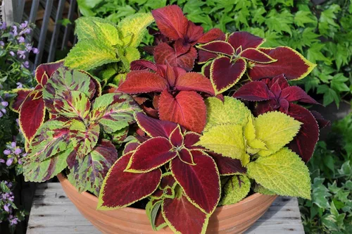 Vista 8 de Semillas Flores Coleus Variedad Mix - 100 Semillas