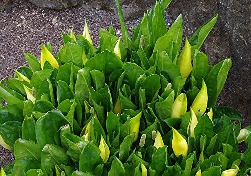 Vista 8 de 10 semillas de flor de col lysichiton americanus mofeta húmeda de lysichiton amarillo