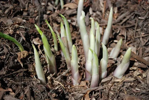 Vista 3 de Plantas perennes mixtas de hosta (paquete de 6 raíces desnudas) - Plantas de sombra resistentes