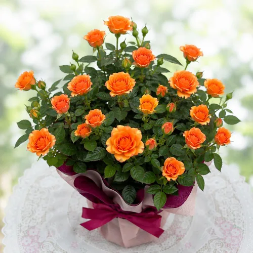 Vista 3 de Orange Mini Rose Plant Live, 4-5 Inc Tall, Spring Blooming Miniature Rose