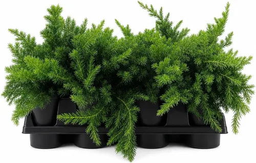 Vista 9 de Blue Pacific Shore Juniper Planta de tamaño de 1 galón vivo Juniperus Conferta Evergreen resistente al frío tolerante a la sequía