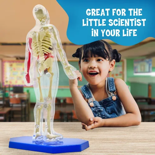 Vista 5 de Thames & Kosmos Ooze Labs: Cuerpo Humano Visible con Órganos Apretujables