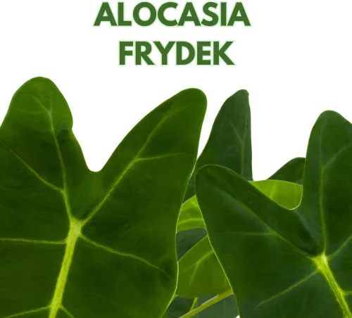 Vista 2 de BubbleBlooms Terciopelo verde, Alocasia Frydek, Micholitziana en una maceta de 4 pulgadas
