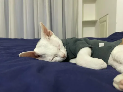 Vista 5 de Sphynx - Ropa térmica cálida para gatos, ropa interior térmica sin pelo para Devon, Cornish, Perterbald Cat (XS)