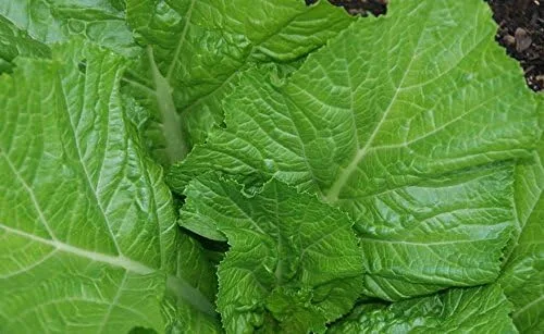 Vista 2 de Más de 3000 semillas de mostaza de hoja ancha de Florida para plantar más de 0.35 oz de semillas, brotes de supervivencia de huerto sin OMG