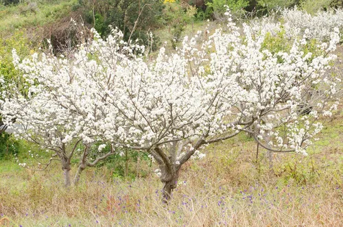 Vista 2 de Semillas de árboles frutales de ciruela para plantar, 10 semillas de Prunus Americana, fabricadas en Estados Unidos, se envía desde Iowa, popular