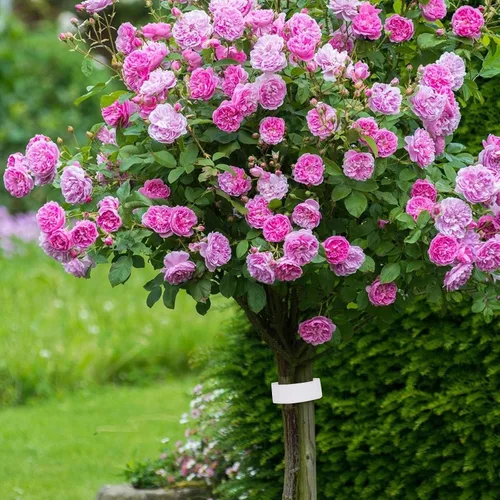 Vista 7 de 1 rollo de cinta adhesiva para plantas de 65 pies/65.6 ft, cinta reutilizable de doble cara de gancho y bucle, ancho de 0.47 pulgadas, lazo