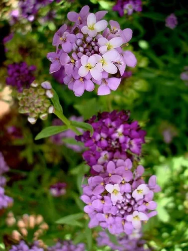 Vista 3 de Semillas de flores Tall Mix Candytuft, 25 unidades de la marca COOL BEANS N SPROUTS
