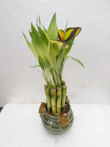 Vista 2 de Ranas creativas con diseño único de bambú de la suerte/mariposa de 6 '' Jm Bamboo