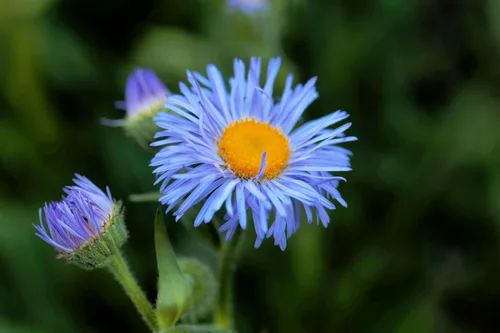 Vista 5 de 1000 semillas de flores de Erigeron Speciosus Margarita Azul (Dainty Daisy/Aspen Fleabane/Oregon Fleabane)