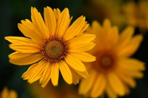 Vista 6 de 100 semillas de flor de girasol (girasol de hoja estrecha) Helianthus Angustifolius