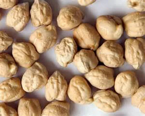 Vista 4 de Garbanzo Bean Microgreen 8 onzas de semillas de frijol GARBANZO para germinar