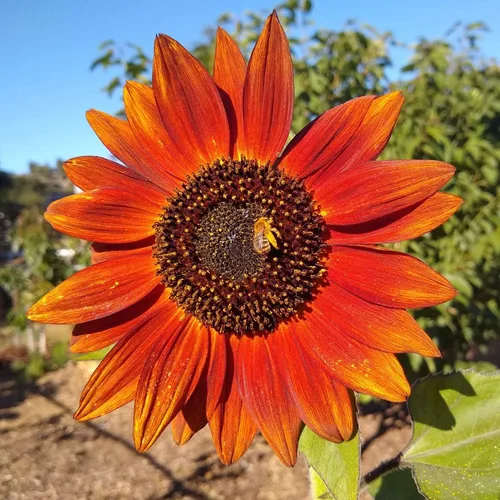 Vista 3 de UtopiaSeeds Velvet Queen - Semillas de girasol - Atrae abejas y mariposas