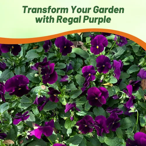Vista 6 de Outsidepride Purple Bergwacht - Semillas de pensamiento de viola para plantar, 1,000 piezas. Flores resistentes al frío y aptas para polinizadores