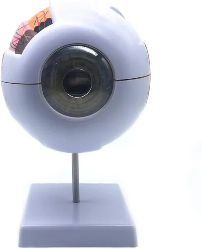 Vista 2 de XINDAM Modelo anatómico de ojo humano ampliado 6X - Anatomía precisa para estudio de aula de ciencias, exhibición, modelo médico de enseñanza