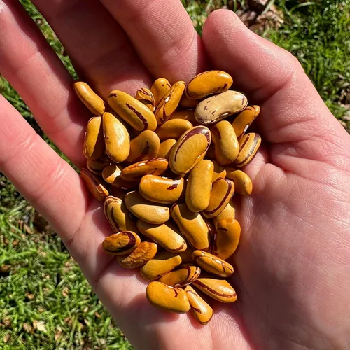 Vista 2 de Plant Good Seed Semillas de frijol orgánico ojo de tigre – Paquete de 18 semillas de frijol arbusto de reliquia para plantar verduras, suministros