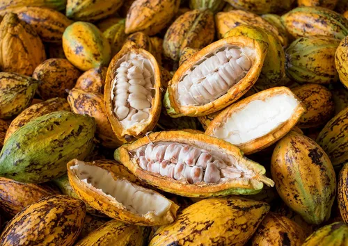 Vista 7 de Food to Live Obleas de Mantequilla de Cacao Cruda, 8 onzas – Pura, Prensada en Frío, Sin Filtro, Sin Refinar, No Desodorizada, Kosher, Keto, Vegana