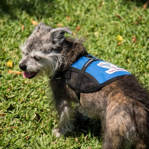 Vista 8 de Chaleco de acceso completo de malla para perros de servicio premium (circunferencia de 9 a 13 pulgadas, azul) - Incluye cinco tarjetas de folleto