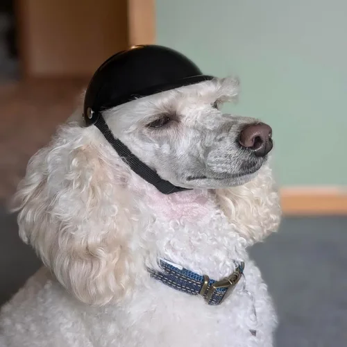 Vista 3 de Enjoying - Casco para perros pequeños, casco para perros pequeños, cascos para perros pequeños, cascos para perros pequeños, gatos, viajes Negro