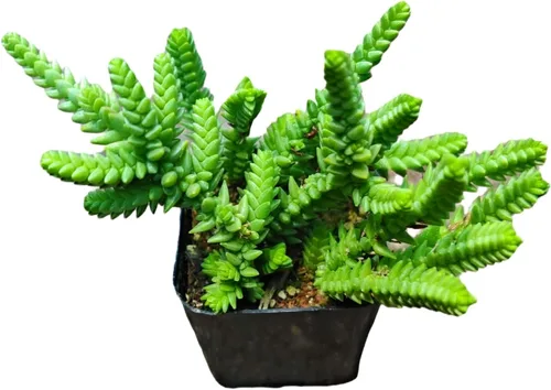Vista 8 de Plantas vivas de crassula para decoración del hogar (collar de bebé de 2 pulgadas abigarrado)