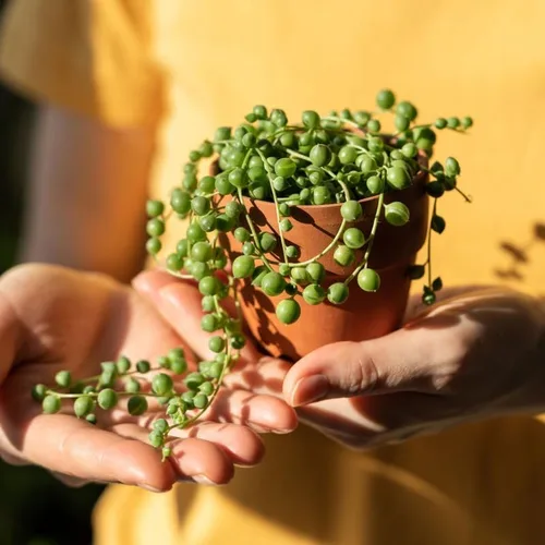 Vista 3 de Planta de cadena de perlas vivas para plantar, maceta de cadena de perlas, planta de cadena de perlas vivas, completamente enraizada, planta
