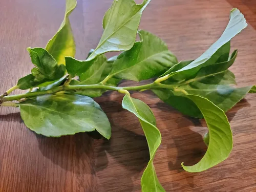 Vista 7 de Hojas de limón orgánicas frescas de California Farm, sin químicos, veganas, sin pulverizar, sin encerar, para té, cocina, hornear, aromaterapia