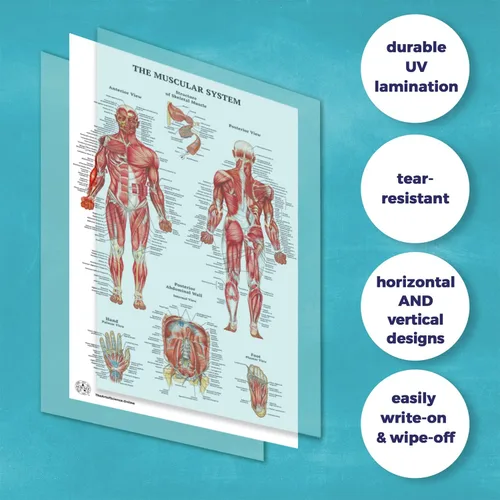 Vista 4 de 11 pósteres de anatomía humana - Carteles médicos, esqueléticos, masculinos femeninos, musculares, circulatorios, linfáticos, reproductivos