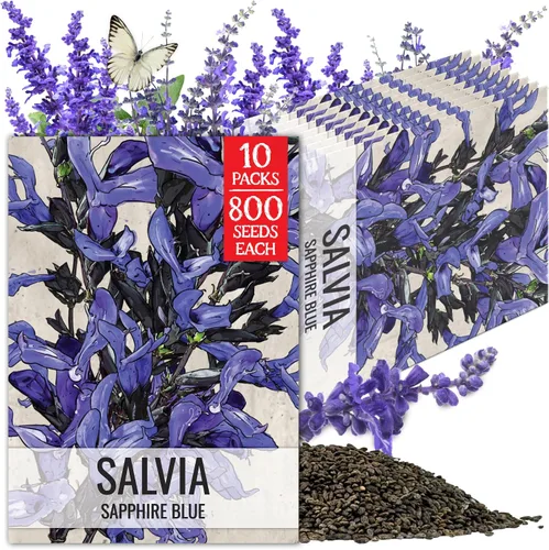 Vista 15 de Seed Needs Semillas de salvia de zafiro para plantar flores de salvia azul, 2 paquetes