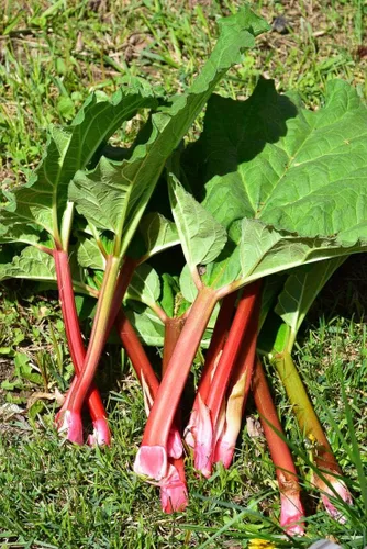 Vista 4 de Semillas de ruibarbo vegetal de reliquia rara para plantar semillas gigantes sin OMG 30