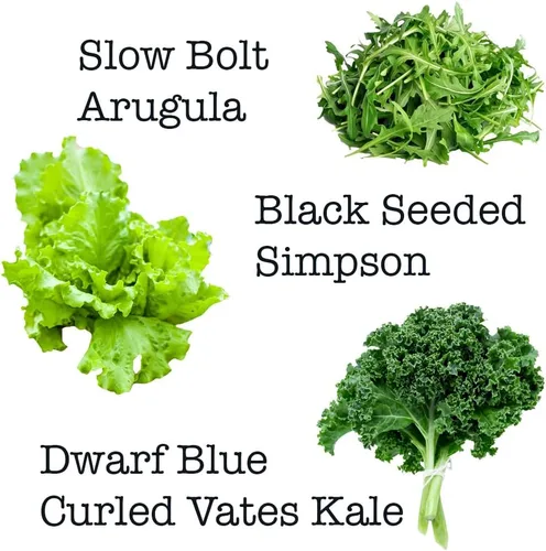 Vista 5 de Mezcla de ensalada: 10 variedades de lechuga, espinaca, col rizada, rúcula con más de 6000 semillas sin OMG